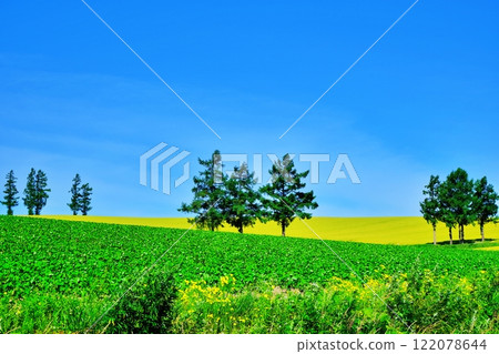 Mild Seven Hill, a scenic spot in Biei, Hokkaido 122078644