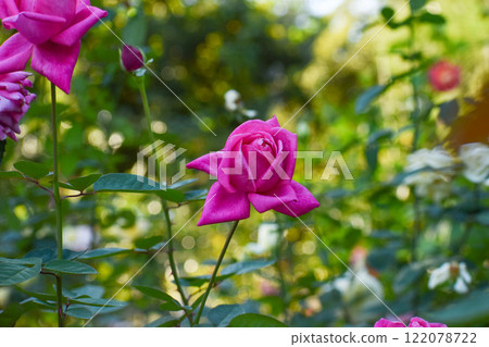 Vivid red-purple autumn roses Vivid red-purple autumn roses 122078722