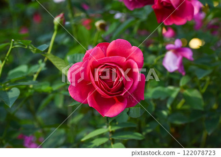 Vivid red-purple autumn roses Vivid red-purple autumn roses 122078723