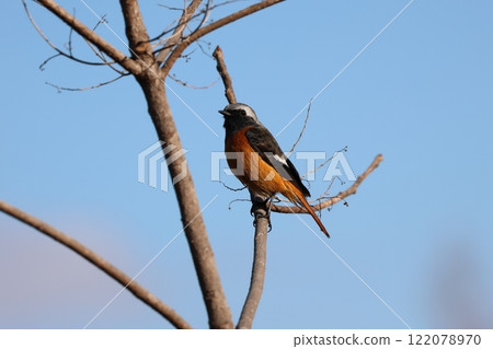 Yobitaki堅持分支機構 122078970