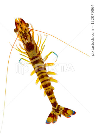 Prawn prawn Prawn prawn 122079064