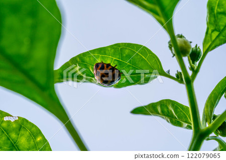 Two-spotted ladybug on the underside of a pepper leaf Two-spotted ladybug on the underside of a pepper leaf 122079065