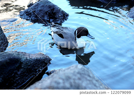Ducks swimming 122079099