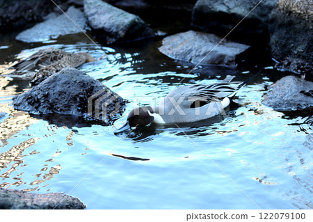 Ducks swimming 122079100