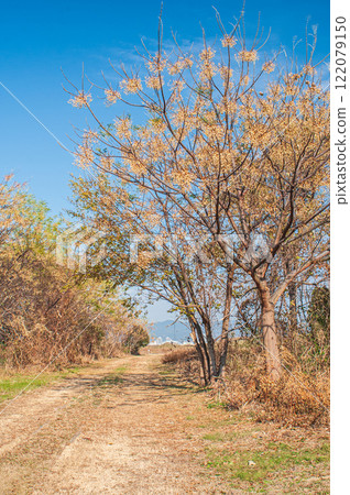 Winter on the Yodo River riverbank, Hirakata City, Osaka Prefecture 122079150