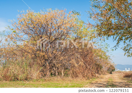 Winter on the Yodo River riverbank, Hirakata City, Osaka Prefecture 122079151