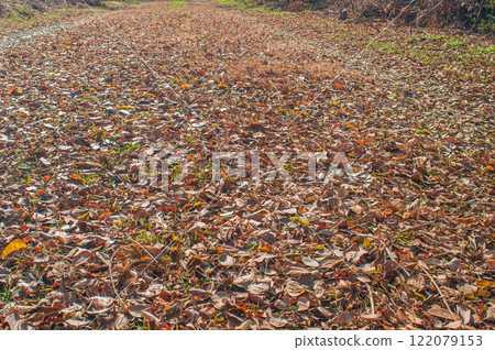 Fallen leaves scattered on the promenade along the Yodo River in winter, Hirakata City, Osaka Prefecture Fallen leaves scattered on the promenade along the Yodo River in winter, Hirakata City, Osaka Prefecture 122079153