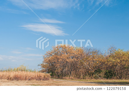 China tree growing on the banks of the Yodo River in winter, Hirakata City, Osaka Prefecture 122079158