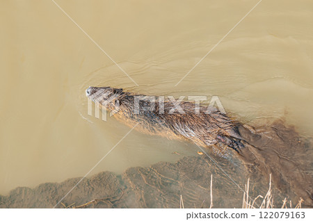 Nutria entering a muddy irrigation canal 122079163