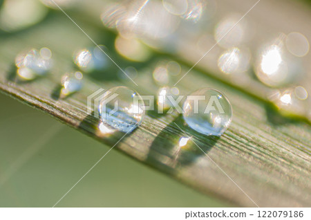 清晨草地上的露珠 清晨草地上的露珠 122079186