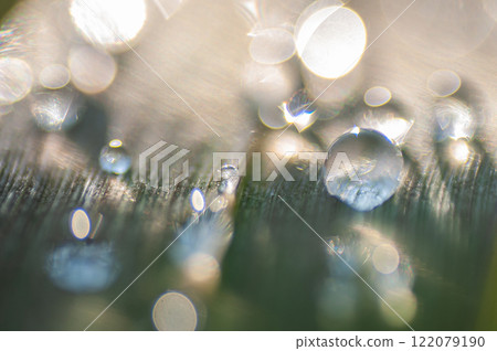 Morning dew on the grass 122079190