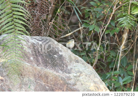 A female of Ruribitaki 122079210