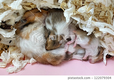 Cute hamster mother with her baby hamster 10 days old Cute hamster mother with her baby hamster 10 days old 122079304