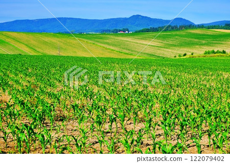 Patchwork Hill in Biei, Hokkaido in summer 122079402
