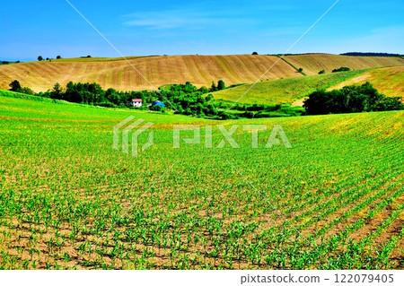 夏季北海道美瑛町拼布之丘 122079405