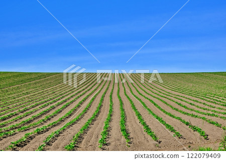 Hill landscape of Biei Hokkaido Hill landscape of Biei Hokkaido 122079409