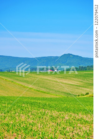 The hills of Biei, Hokkaido 122079412