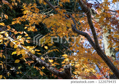 楓葉變黃了 122079435