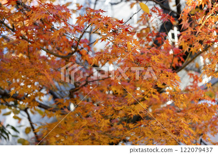 Momiji變成了紅色 122079437