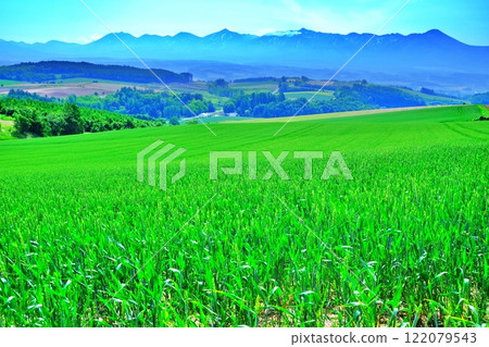 Patchwork Hill in Biei, Hokkaido in summer Patchwork Hill in Biei, Hokkaido in summer 122079543