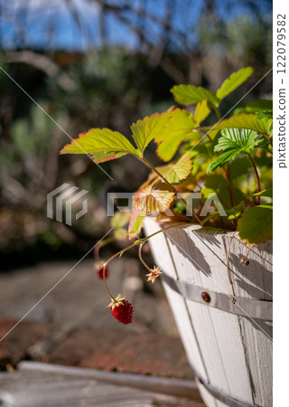白色木盆中種植的野草莓漿果 122079582