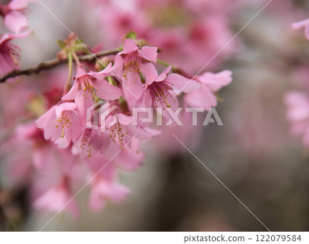 三月粉紅櫻花盛開 三月粉紅櫻花盛開 122079584