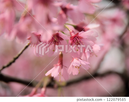 三月粉紅櫻花盛開 三月粉紅櫻花盛開 122079585