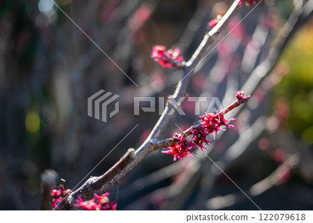 桑樹的紅色花朵 桑樹的紅色花朵 122079618