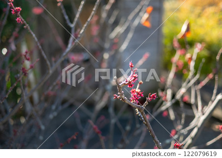 桑樹的紅色花朵 桑樹的紅色花朵 122079619