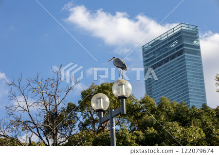 路燈上的灰鷺和背景中的阿倍野 Harukas（照片攝於 2024 年 12 月） 122079674