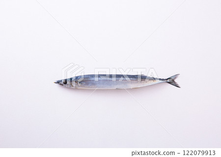 Raw pacific saury on white background 122079913