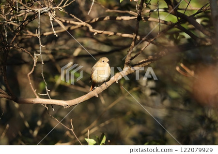 A female of Giubitaki 122079929