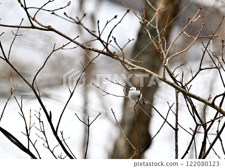 A long-tailed tit resting on a snow-covered branch A long-tailed tit resting on a snow-covered branch 122080123
