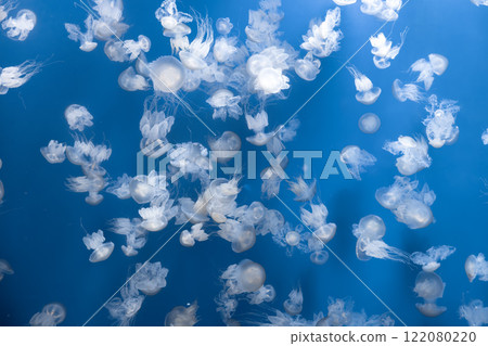 Glowing jellyfish against deep blue water background Glowing jellyfish against deep blue water background 122080220