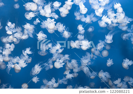 Glowing jellyfish against deep blue water background Glowing jellyfish against deep blue water background 122080221