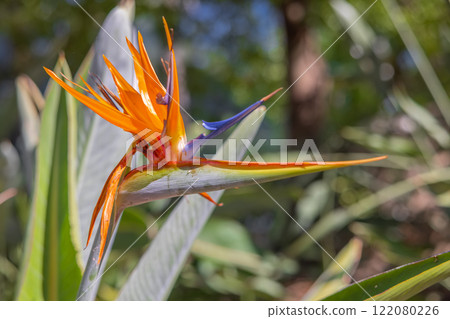 Bird of paradise flower closeup photo against green background Bird of paradise flower closeup photo against green background 122080226