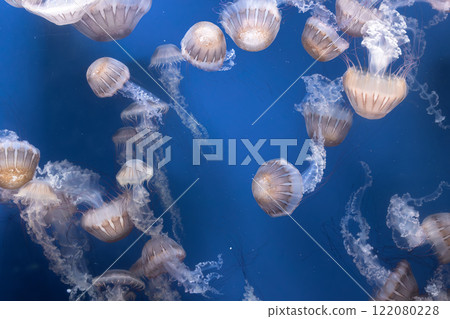 Glowing jellyfish against deep blue water background 122080228