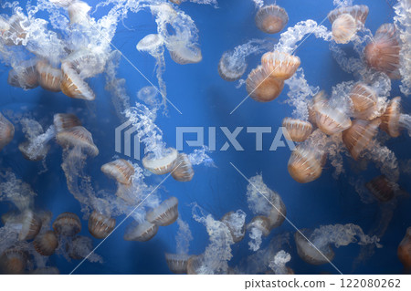 Glowing jellyfish against deep blue water background 122080262