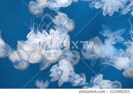 Glowing jellyfish against deep blue water background 122080263
