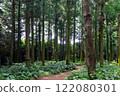 Jeju Island's Secret Forest Trail with Cypress Tree Forest 122080301