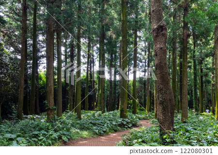 Jeju Island's Secret Forest Trail with Cypress Tree Forest 122080301