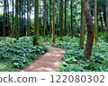 Jeju Island's Secret Forest Trail with Cypress Tree Forest 122080302