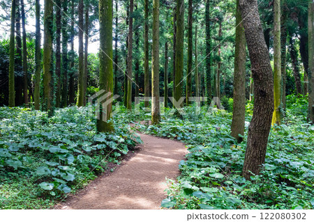 Jeju Island's Secret Forest Trail with Cypress Tree Forest 122080302