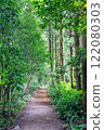 Jeju Island's Secret Forest Trail with Cypress Tree Forest 122080303
