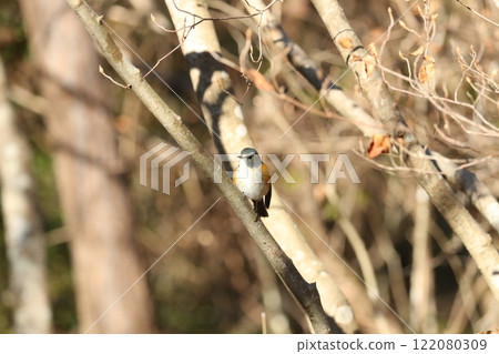 Ruribitaki的男性 122080309