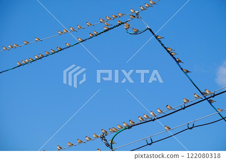 麻雀遊行 122080318