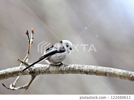 Enaga to stick to branches Enaga to stick to branches 122080611