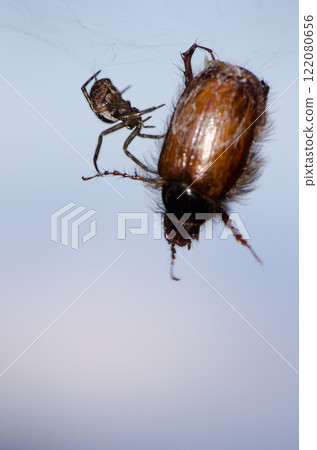 Noble false widow next to its prey. 122080656