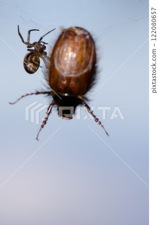Noble false widow next to its prey. Noble false widow next to its prey. 122080657