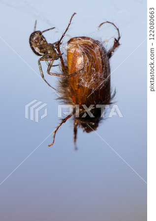 Noble false widow next to its prey. 122080663